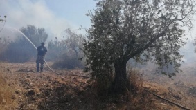 النيران تلتهم 300 شجرة زيتون في جنين