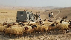 اعتقال راعي اغنام شرق يطا