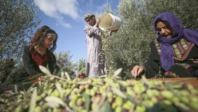 بيان من وزارة الزراعة بخصوص قطاع الزيتون وتحديد موسم القطاف لهذا العام 