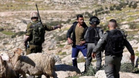مستوطنون يهاجمون رعاة الأغنام بمسافر يطا