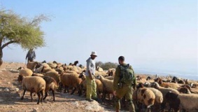 مستوطنون يسرقون 250 رأس غنم غرب أريحا