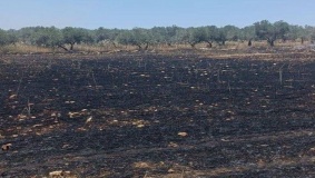مستوطنون يحرقون 40 دونما مزروعة بالقمح في سبسطية