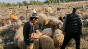 مستوطنون يرعون الأغنام المسروقة في المغير