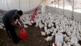 أسعار الدواجن بغزة ارتفعت 50%