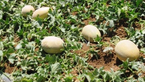 مزارعو الضفة يغطون 30% من استهلاك البطيخ