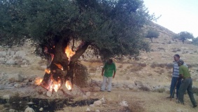 مستوطنون يقطعون عشرات أشجار الزيتون غرب بيت لحم