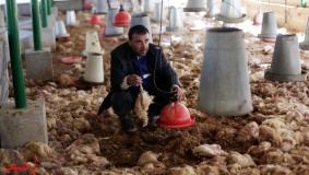 نفوق 1400 طير حبش جنوب الخليل