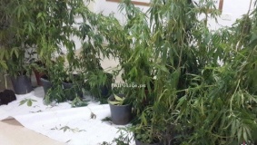 ضبط 21 شتلة ماريجوانا بالسموع جنوب الخليل