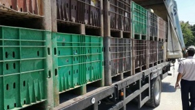 ضبط 40 صندوق بطيخ مهربة من اسرائيل في جنين