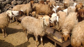 التحرز على أغنام مصابة بالحمى المالطية ببيت لحم