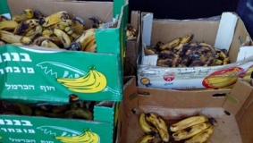 ضبط 200 كغم موز فاسد بجنين