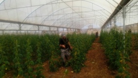 اتلاف 3 دونمات من البيوت البلاستيكية في جنين