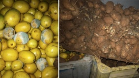 ضبط 16 طن بطاطا وحمضيات فاسدة برام الله