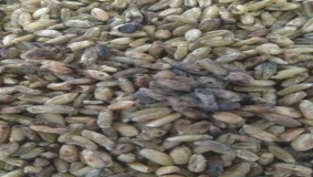 ضبط 2.5 طن حبوب غير صالحة للاستهلاك في جنين