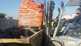 ضبط وإتلاف طن بصل وجزر فاسد في جنين