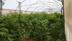 ضبط 3 آلاف شتلة ماريجوانا جنوب الخليل