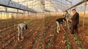 تفاصيل جديدة حول ضبط مشتل مارغوانا في جنين