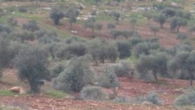مستوطنون يقطعون 20 زيتونة في المغير شرق رام الله