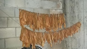 ضبط معمل سجائر ومعسل في الخليل