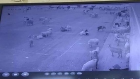 في الخليل.. راع يضع أغنامه في المدرسة !