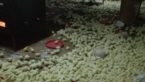 جنين: ضبط 5000 صوص مهرب من اسرائيل