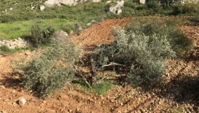 مستوطنون يقطعون نحو 300 شجرة زيتون جنوب بيت لحم