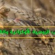 روسيا وأوكرانيا وقمح العرب 
