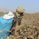 الأفغان يحصدون 72 ألف طن من القطن 