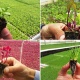 طوباس تصدّر أعشاباً صغيرة للأسواق العالمية