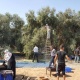 انطلاق موسم قطف الزيتون بـغزة