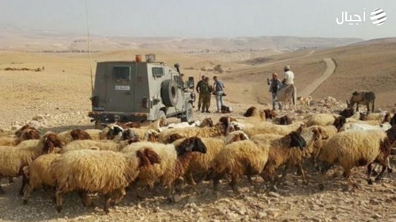 اعتقال راعي اغنام شرق يطا