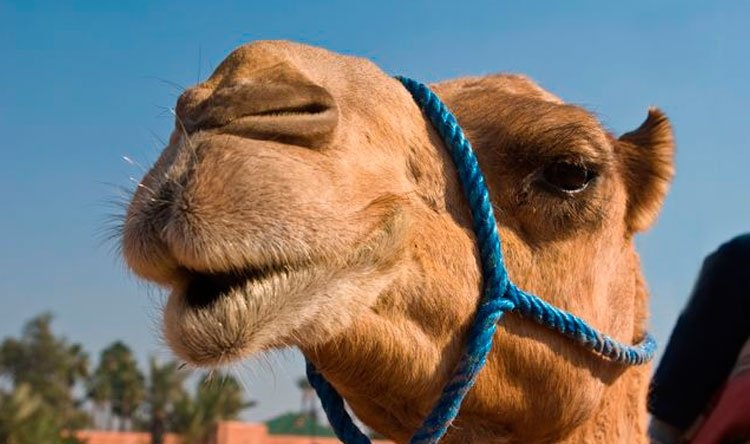 السعودية.. تخصيص يوم عالمي للإبل