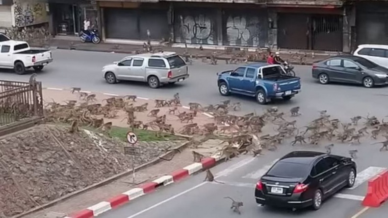فيديو - "حرب عصابات" بين مئات القرود في تايلندية