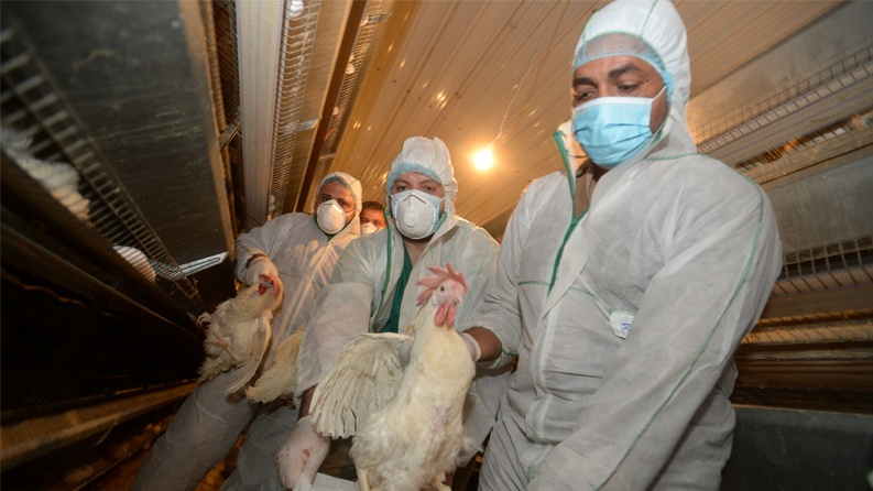 تفشي إنفلونزا الطيور في إسرائيل