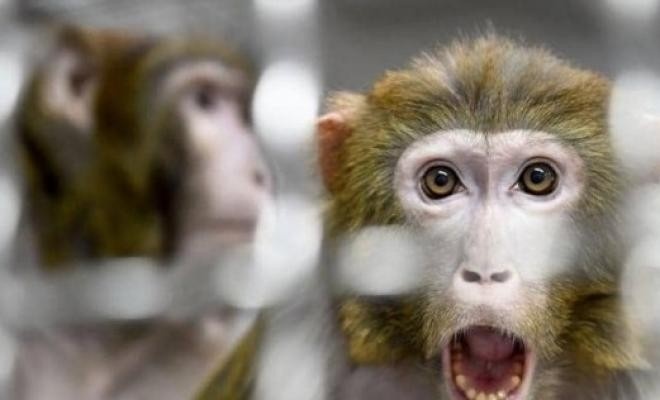هل تتطور عدوى "جدري القردة" إلى جائحة؟!
