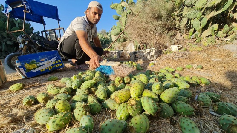 التين الشوكي أو الصبر: فاكهة الصيف المفضلة للغزيين