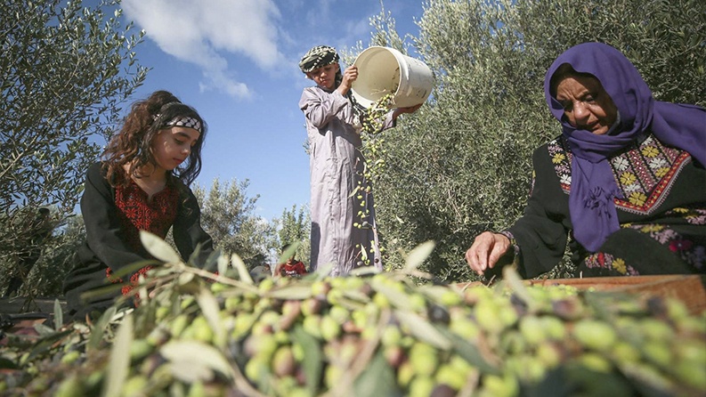 بيان من وزارة الزراعة بخصوص قطاع الزيتون وتحديد موسم القطاف لهذا العام 