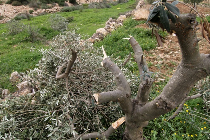 لليوم الثاني.. مستوطنون يقطعون أشجار الزيتون في بتير 