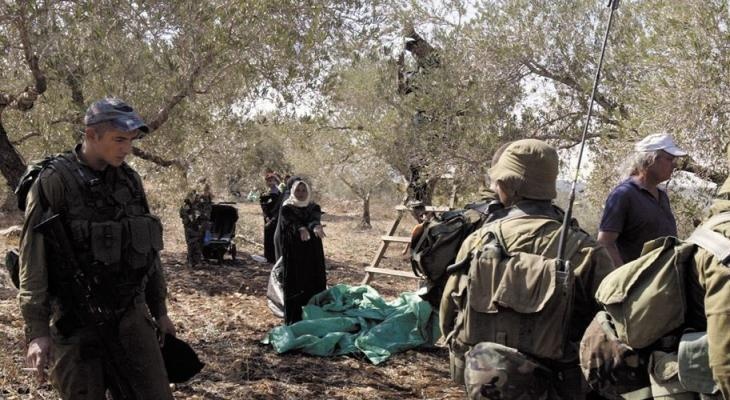 الاحتلال يحتجز قاطفي زيتون في بورين
