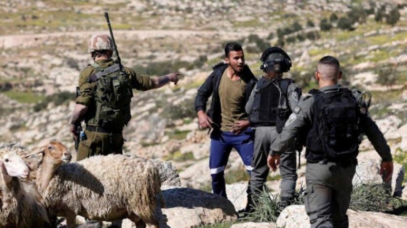 مستوطنون يهاجمون رعاة الأغنام بمسافر يطا