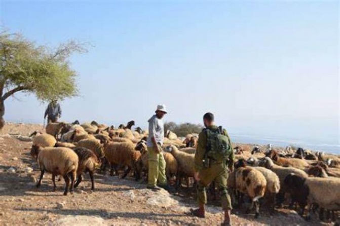 مستوطنون يسرقون 250 رأس غنم غرب أريحا