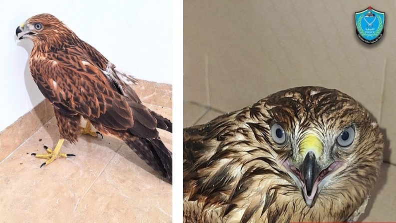 ضبط طائر "الحوام البري" النادر بمنزل في جنين