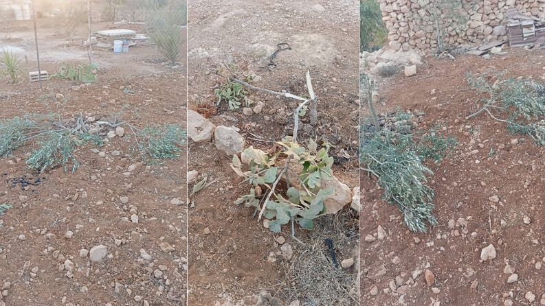 مستوطنون يقتلعون 60 شجرة زيتون في بمسافر يطا