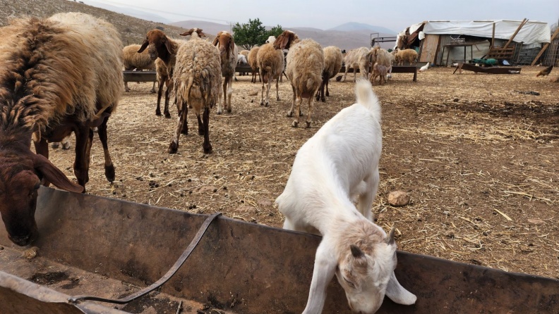 مستوطنون يطردون المزارعين أثناء رعيهم المواشي بالأغوار
