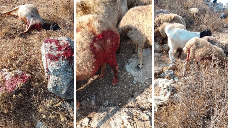 نفوق 3 أغنام برصاص الاحتلال في إذنا