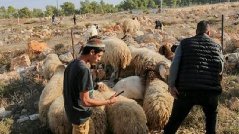 مستوطنون يرعون الأغنام المسروقة في المغير