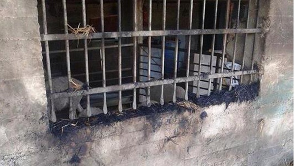 مستوطنون يحرقون منشات زراعية بعقربا