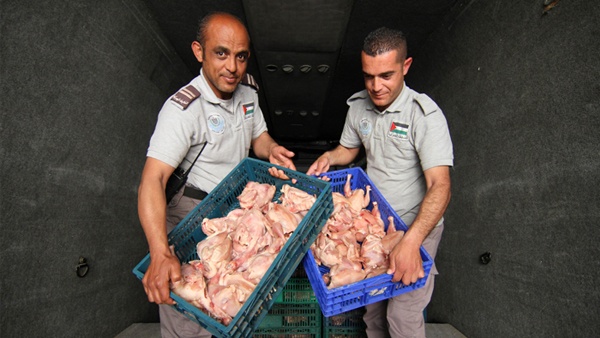 إتلاف دجاج مهرب في طولكرم