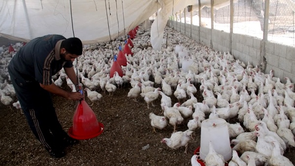 أسعار الدواجن بغزة ارتفعت 50%