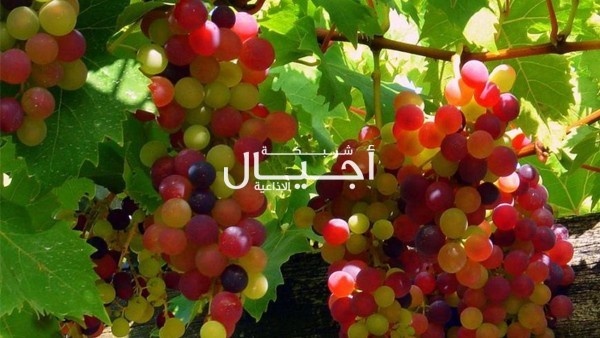 العنب لمكافحة التجاعيد وتقوية العظام